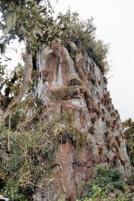 Bromeliads have taken over the ancient site of Pea Blanca