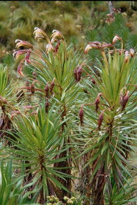 Mountain flora is abundant