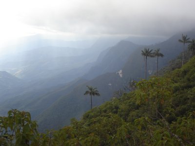 Gran Vilaya rainforest/Di Jarvis