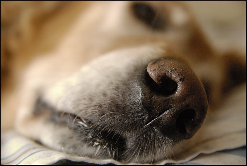 Nap Time
