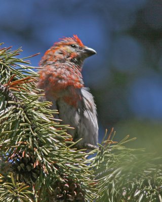 Pine Grosbeak (male) IMG_9657.jpg