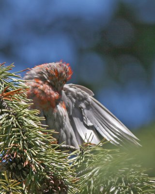 Pine Grosbeak (male) IMG_9659.jpg
