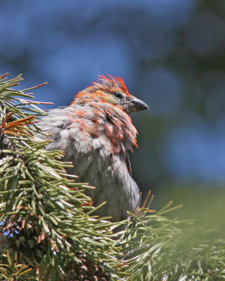 Pine Grosbeak (male) IMG_9684.jpg