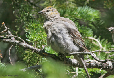 Pine Grosbeak (female) IMG_9689.jpg