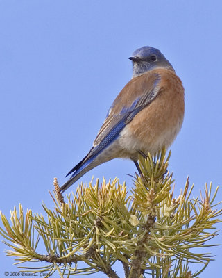 Western Bluebird near BB in Tropic (20D) IMG_4508.jpg