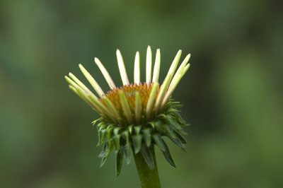 DSC_2608.jpg