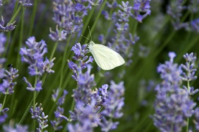 DSC_2681.jpg