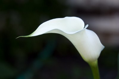 DSC_2805.jpg