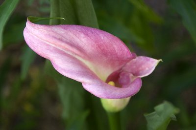 DSC_2810.jpg