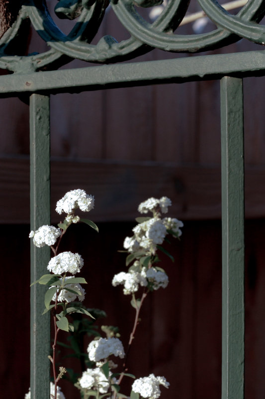 bridal wreath along the fence..