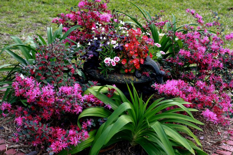Spring flowers...