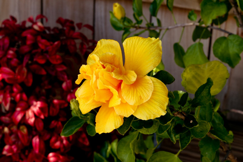 double Hibiscus flower..