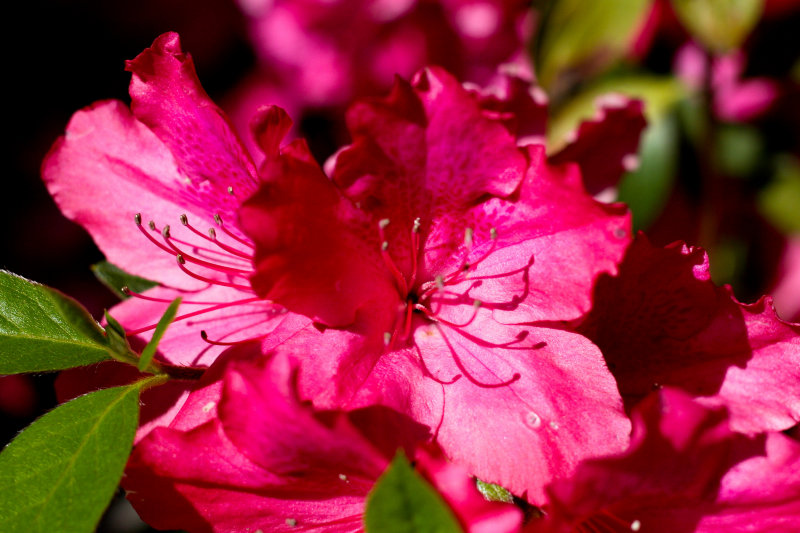 More Azaleas....