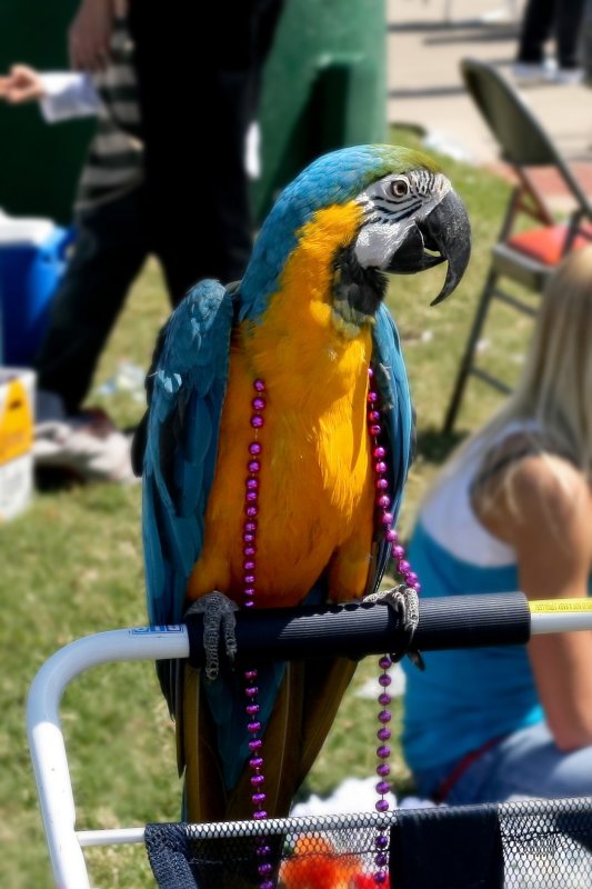 Parade watcher..