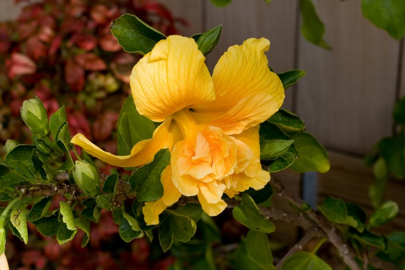 A double Hibiscus in Spring bloom...