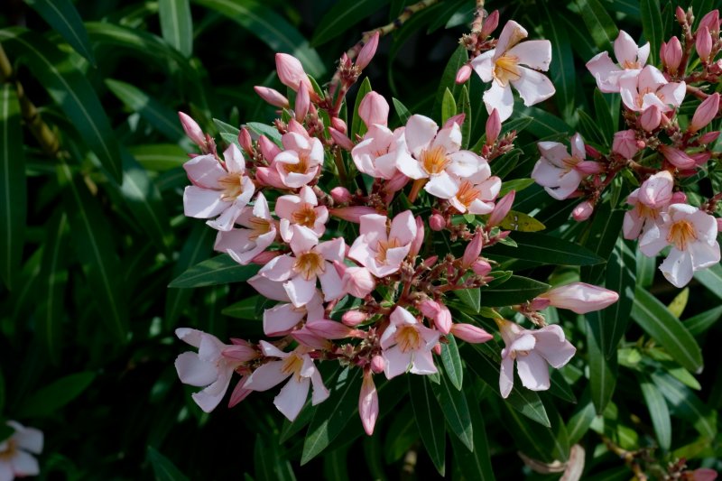 like a movie title, these flowers are, indeed, Pretty in Pink....