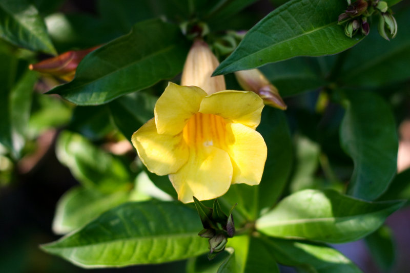 a trumpet of yellow ....