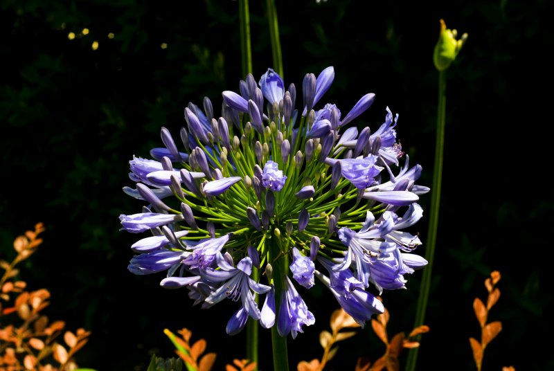 Lily-of-the-Nile