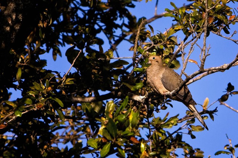 Sunny sentinel...