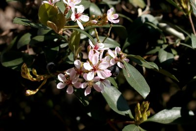 Hawthorn bush in Spring bloom...