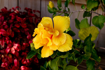 double Hibiscus flower..