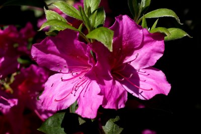 And, even more Azaleas....