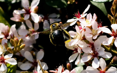 Bumblebees in the Hawthorn, continued..
