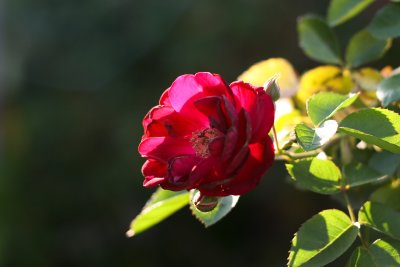 Spring climbing rose...