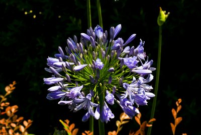 Lily-of-the-Nile