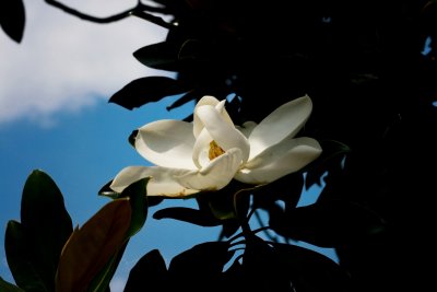 Summer bloom, Summer sky...