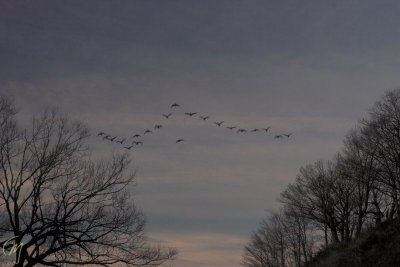 Geese over the Lake.jpg