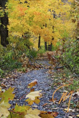 Path to Creek_Rt20.jpg