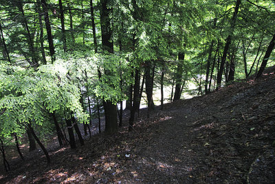 Path Down.jpg