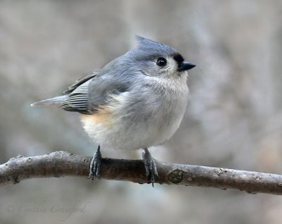 Vermont Birds Through the Seasons