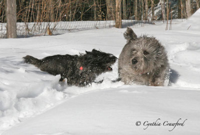 Two Terriers playing in the snow