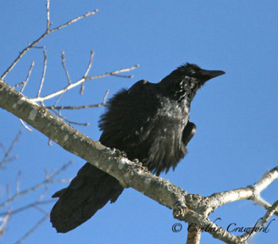 Ravens in Vermont