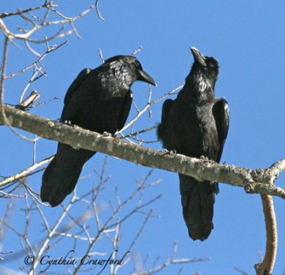 A Tale of Two Ravens
