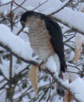 Sharp-shinned Hawk-i.d. pics