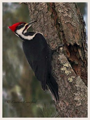 Woodpeckers in Vermont