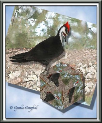 Pileated Woodpecker in Vermont