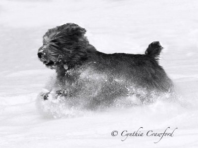 Snow Dog 1st prize B&W 2007