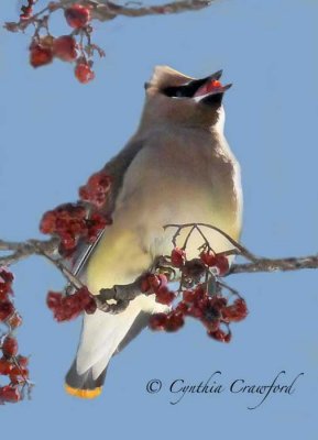 Cedar Waxwing with berry (winter 2007)