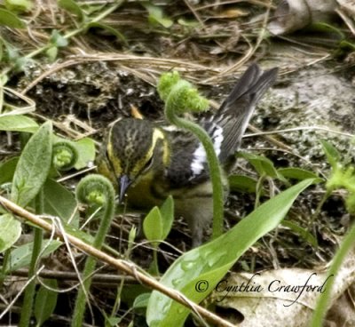 Blackburnian Warbler-Female