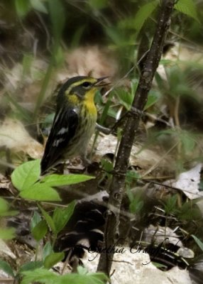 Blackburnian Warbler-female gathering nesting material