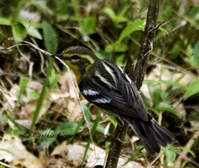 Blackburnian Warbler-female gathering nesting material