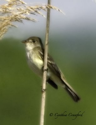 flycatcher on reed