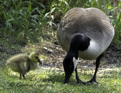Canada Goose and Gosling-approach