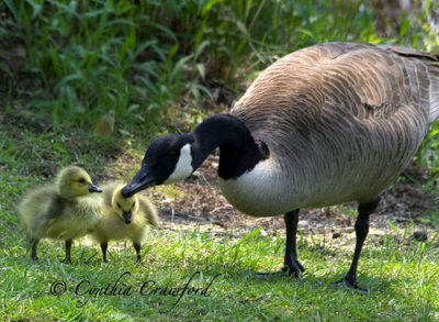 Canada Goose and new-born Goslings