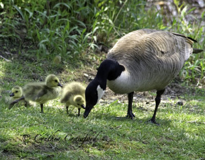 Canada Goose and Goslings- secrets?