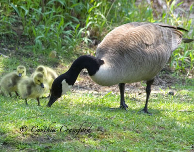Canada Goose and new-born Goslings